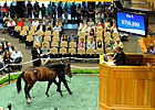 Bernardini Yearlings Bring $750,000, $600,000