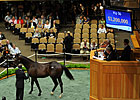 Half Brother to Super Saver Brings $1.2 M Half Brother to Super Saver Brings $1.2 M