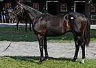 Street Cry Colt Brings $800,000 at Saratoga Street Cry Colt Brings $800,000 at Saratoga