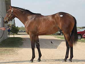 Even the Score Colt Tops Texas Sale Even the Score Colt Tops Texas Sale