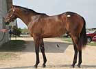 Even the Score Colt Tops Texas Sale