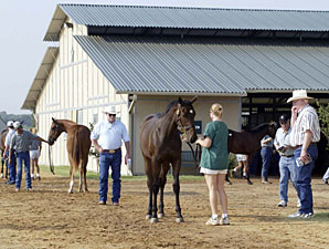 Texas Sale Has 'Lot of Energy' Texas Sale Has 'Lot of Energy'
