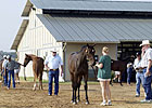 Texas Sale Has 'Lot of Energy' Texas Sale Has 'Lot of Energy'