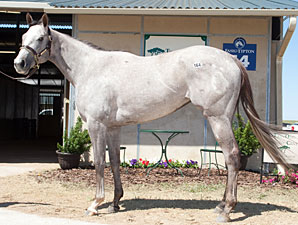 Flashy Bull Offspring Tops F-T Texas 2YO Sale Flashy Bull Offspring Tops F-T Texas 2YO Sale