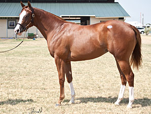 F-T Texas Yearling Sale Holds Steady F-T Texas Yearling Sale Holds Steady