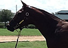 F-T Texas Happy With New Auction Format F-T Texas Happy With New Auction Format