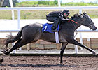 Fast Times Abound at Florida Under Tack Show Fast Times Abound at Florida Under Tack Show