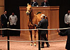 Melnyk Horses Bring Gratifying Sale Results
