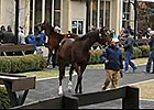 Fasig-Tipton Winter Mixed Sale: Day 1 Fasig-Tipton Winter Mixed Sale: Day 1