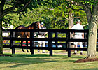 F-T July Session 2: What Horses Will Shine? F-T July Session 2: What Horses Will Shine?