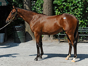 Smart Strike Colt Sells for $750,000 Smart Strike Colt Sells for $750,000
