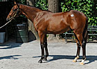 Smart Strike Colt Sells for $750,000 Smart Strike Colt Sells for $750,000