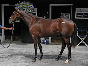 Saratoga Sale Median Solid, But Average Falls Saratoga Sale Median Solid, But Average Falls