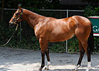 Half Brother to Lookin At Lucky Gets $750,000 Half Brother to Lookin At Lucky Gets $750,000