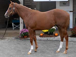 Midlantic Sale Declines on Opening Day Midlantic Sale Declines on Opening Day