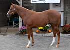 Midlantic Sale Declines on Opening Day Midlantic Sale Declines on Opening Day