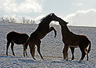 Bigger Marketing Plans Behind KY Farm Tour Bigger Marketing Plans Behind KY Farm Tour