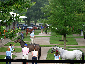 Winchell Purchases Tapit Filly for $300,000 Winchell Purchases Tapit Filly for $300,000