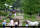Winchell Purchases Tapit Filly for $300,000 Winchell Purchases Tapit Filly for $300,000
