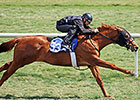 Horses to Watch at F-T Florida Sale Horses to Watch at F-T Florida Sale
