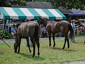 Saratoga Sale Memories: Most Are Good Saratoga Sale Memories: Most Are Good