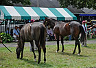 Saratoga Sale Memories: Most Are Good Saratoga Sale Memories: Most Are Good