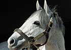 Fastness to Fox Tale in Pennsylvania