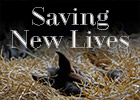 Longform Feature: Saving New Lives Longform Feature: Saving New Lives