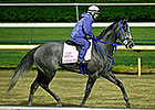 Fiftyshadesofgold Will Start in Eight Belles Fiftyshadesofgold Will Start in Eight Belles