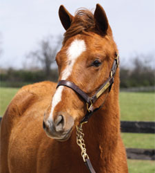 Filly Bred for Charity to be Sold April 30 Filly Bred for Charity to be Sold April 30