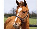 Filly Bred for Charity to be Sold April 30 Filly Bred for Charity to be Sold April 30