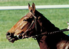 Oh, Miesque, What a Filly! - By Steve Haskin