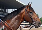 Belmont Doings: Can Anyone Catch the Dude?