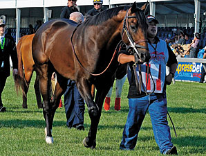 First Dude, 'Charly' in Final Belmont Works First Dude, 'Charly' in Final Belmont Works