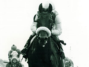 Fit to Fight Euthanized Fit to Fight Euthanized