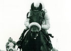 Fit to Fight Euthanized