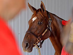 Champion Flanders Euthanized Champion Flanders Euthanized