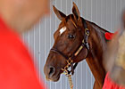 Champion Flanders Euthanized Champion Flanders Euthanized
