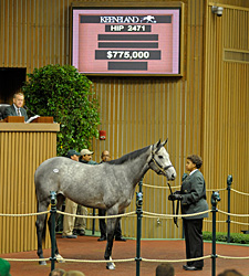 Flashy Gray Sells for $775,000 at Keeneland Flashy Gray Sells for $775,000 at Keeneland