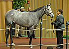Flashy Gray Sells for $775,000 at Keeneland Flashy Gray Sells for $775,000 at Keeneland