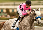 Tapit Hits Graded Stakes Trifecta Tapit Hits Graded Stakes Trifecta