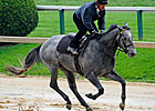 Triple Crown Talk: Preakness Picks Triple Crown Talk: Preakness Picks