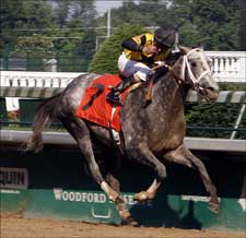 Flashy Bull Retired Flashy Bull Retired