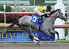 Flashy Gray Makes Stakes Debut in Honeybee Flashy Gray Makes Stakes Debut in Honeybee