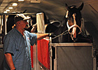 Flight Carrying BC Horses Able to Leave NY