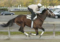 12 From 'Todd Squad' Work at Belmont Park 12 From 'Todd Squad' Work at Belmont Park