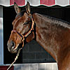 Fleet Indian Sells Privately 