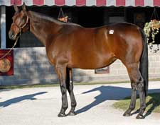 Fleet Indian to Sell at Keeneland November Fleet Indian to Sell at Keeneland November