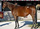 Fleet Indian to Sell at Keeneland November 