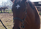 Saints Fans Register Aptly Named Filly